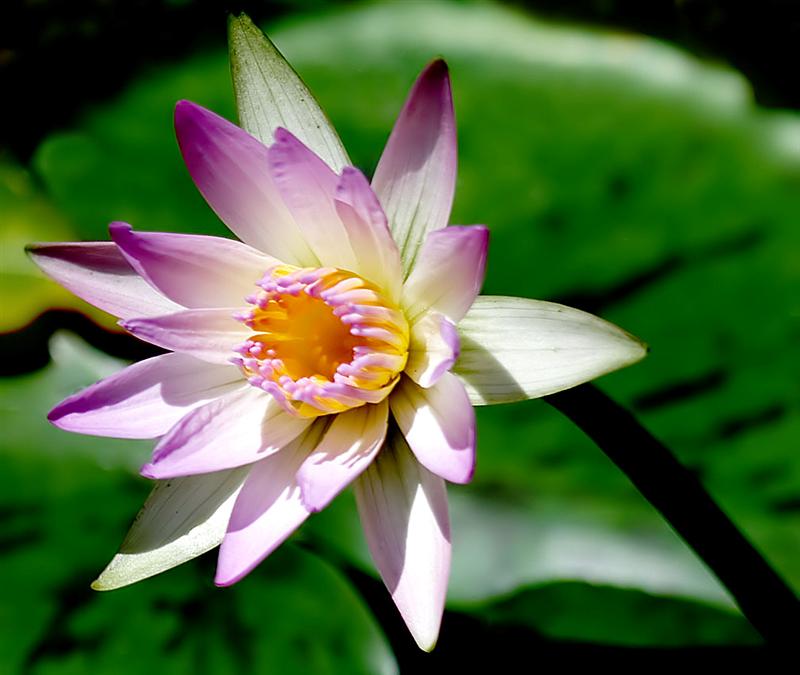 Florida Botanical Gardens