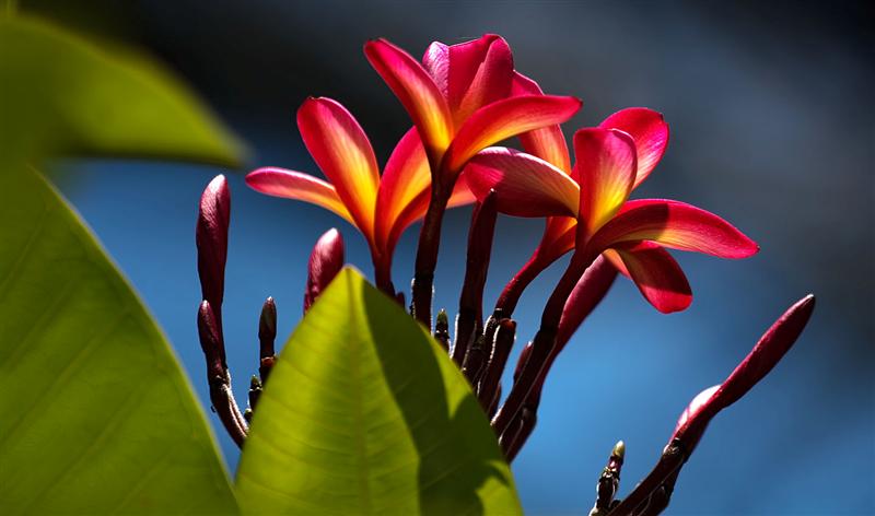 Florida Botanical Gardens