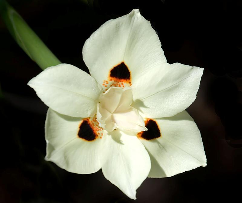 Florida Botanical Gardens
