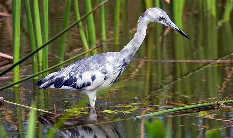 Little Blue Heron (Juvenile), Florida