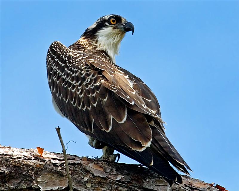 Osprey, Florida