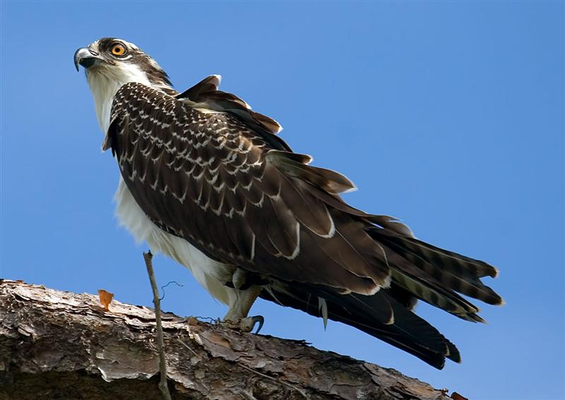 Osprey, Florida