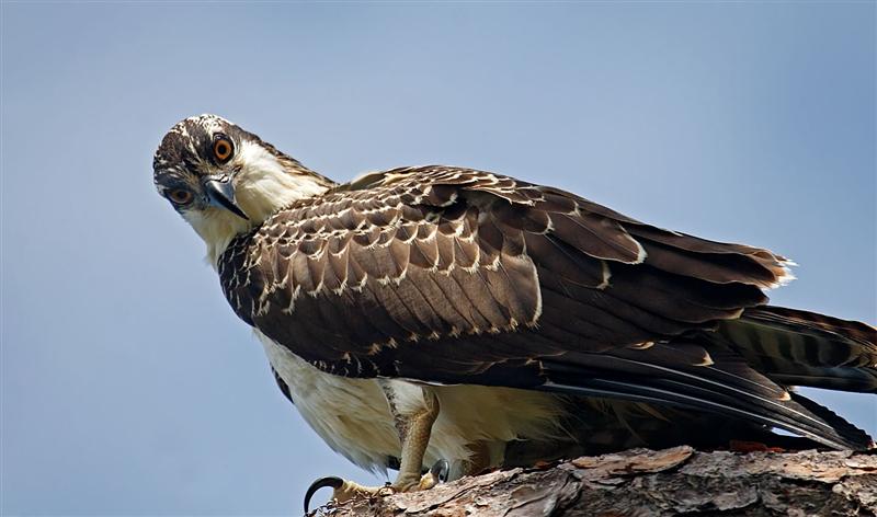 Osprey, Florida
