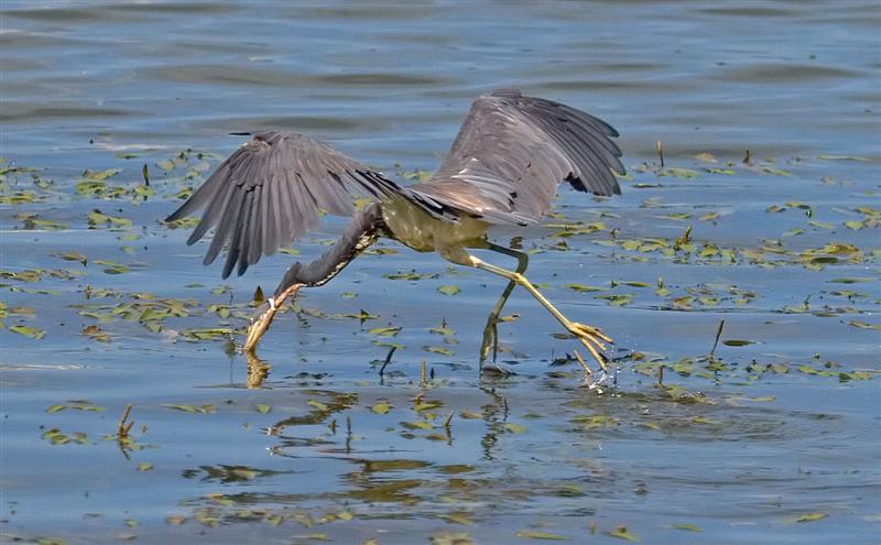 Tri-color Heron, Florida