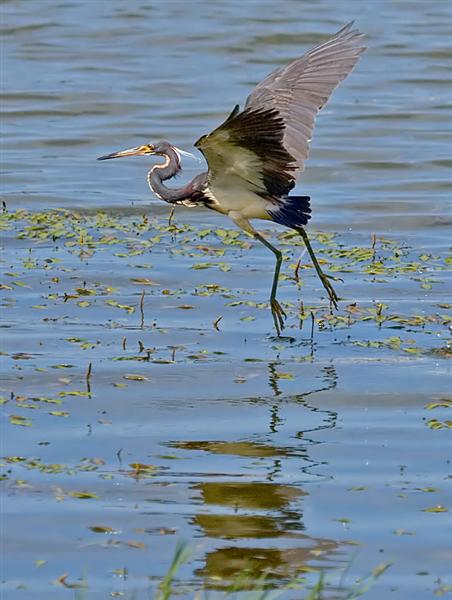 Tri-color Heron, Florida