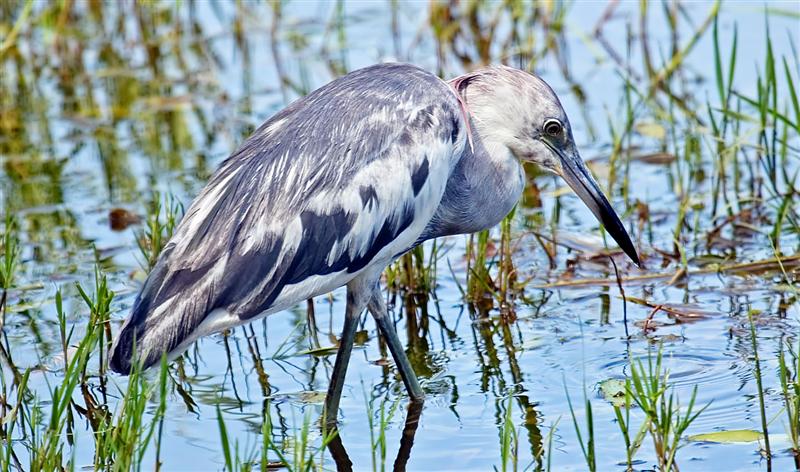 Little Blue Heron (Juvenile), Florida