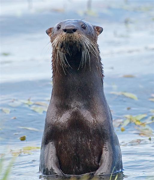 River Otter, Florida