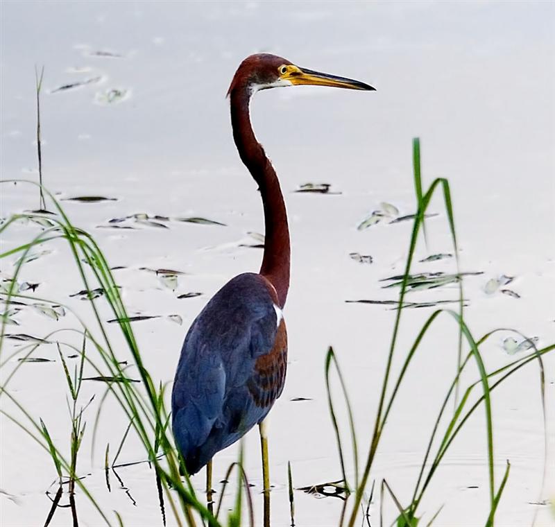 Tri-color Heron (Juvenile), Florida
