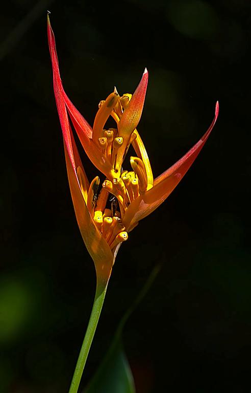 Florida Botanical Gardens