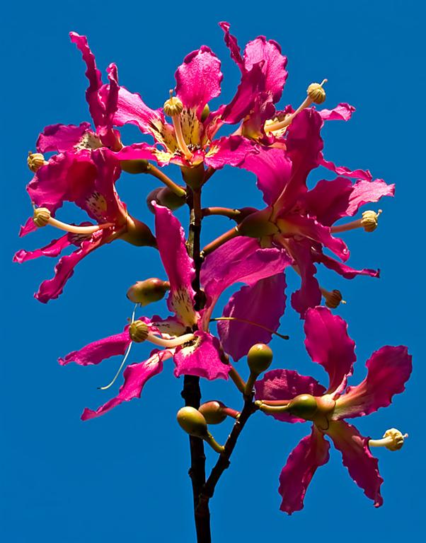 Florida Botanical Gardens