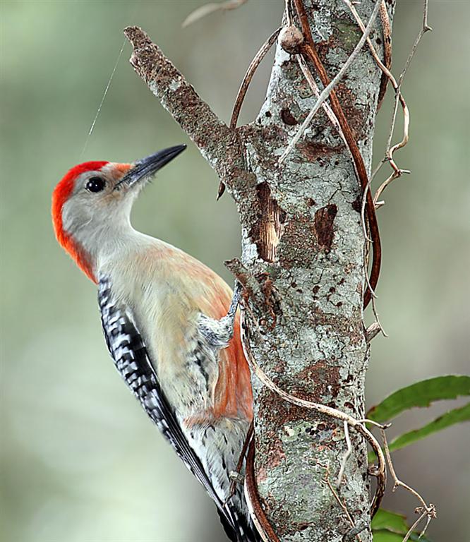 Red-Bellied Woodpecker, Florida