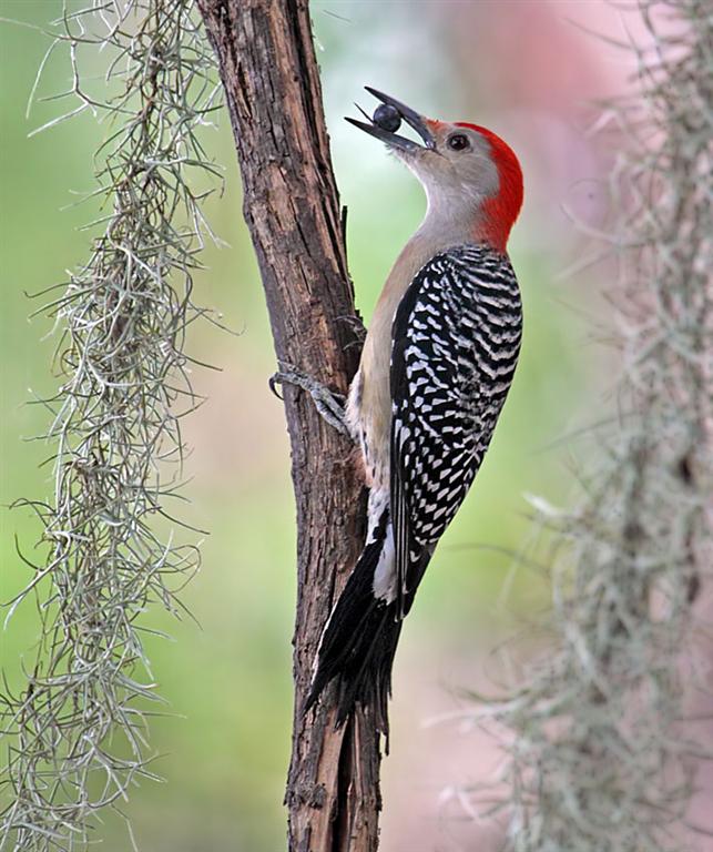 Red-Bellied Woodpecker, Florida