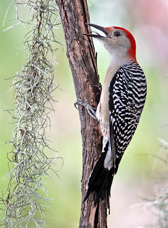 Red-Bellied Woodpecker, Florida
