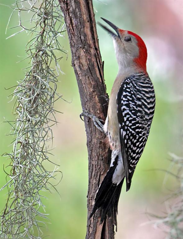 Red-Bellied Woodpecker, Florida