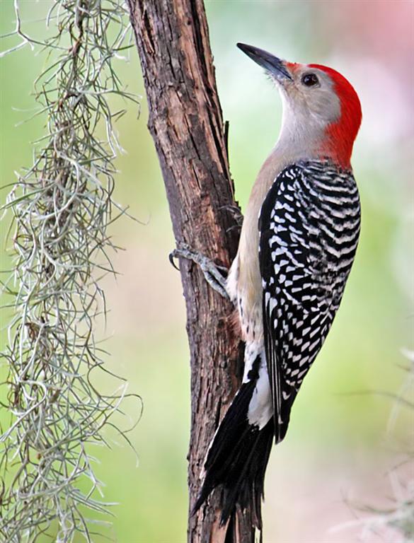 Red-Bellied Woodpecker, Florida