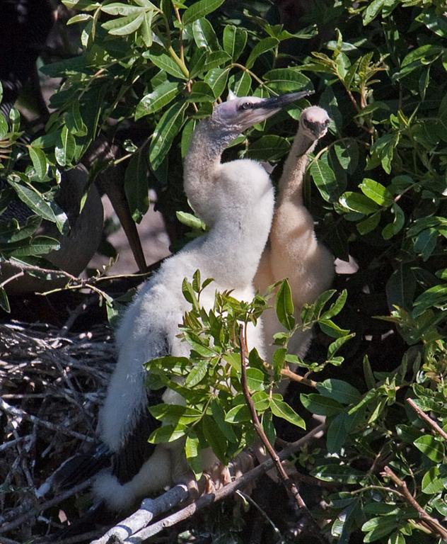 03-31-10 Venice Rookery 087 (Large).jpg