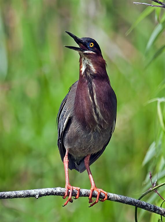 04-10-10 EvergladesA01 (Large).jpg