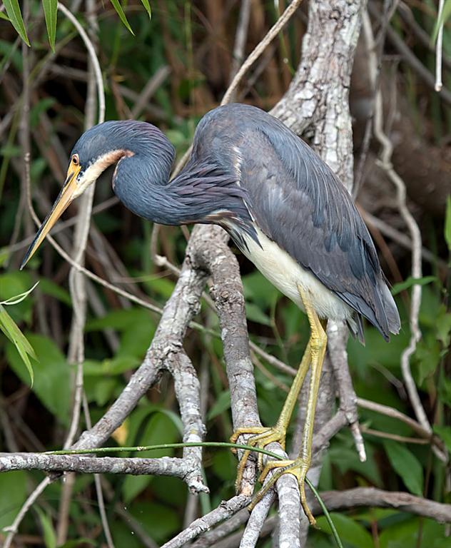 Tri-colored Heron
