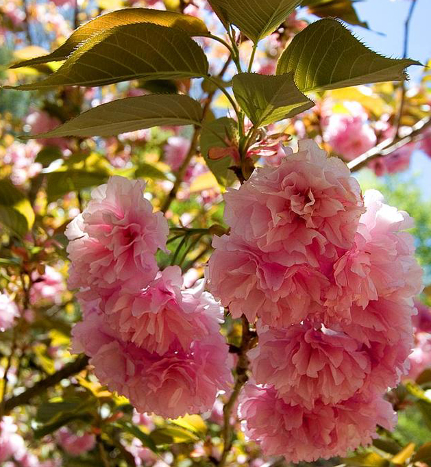 Cherry Blossoms