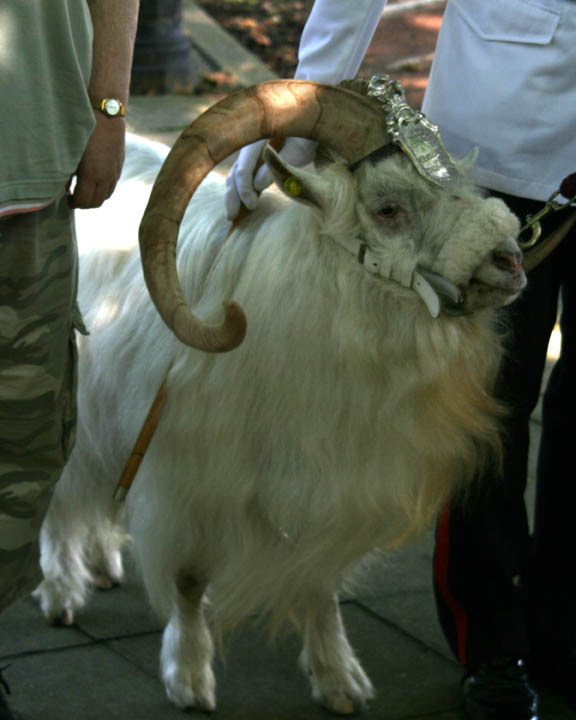 Mascot