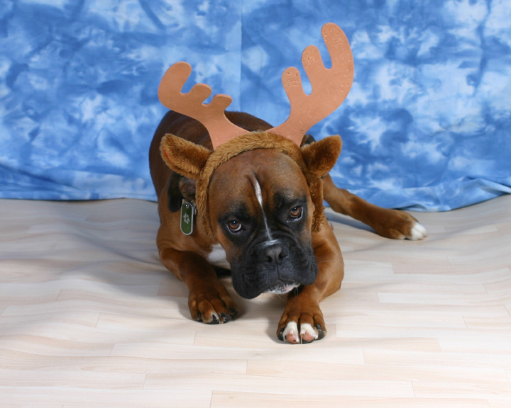 Rudy the Reindeer