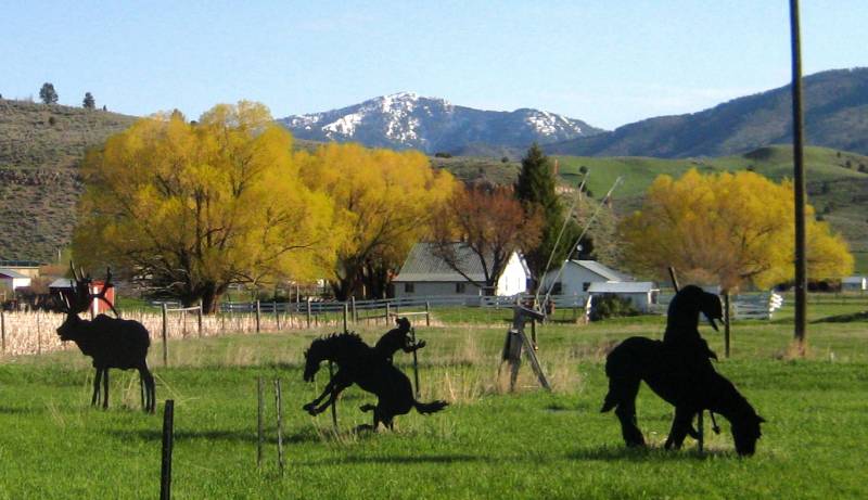 Bright yellow willow trees in Star Valley
