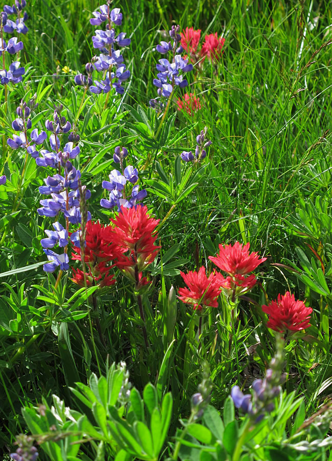 glorious indian paint brush