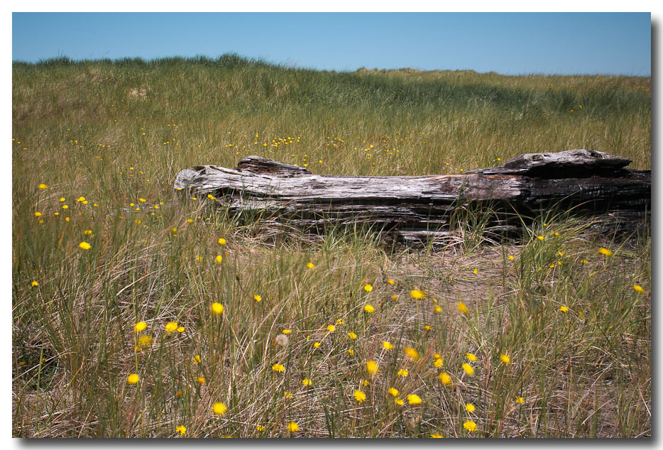 Breezy yellow