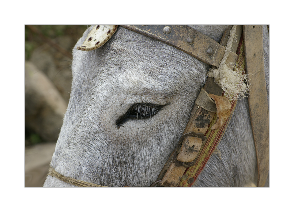 Donkey