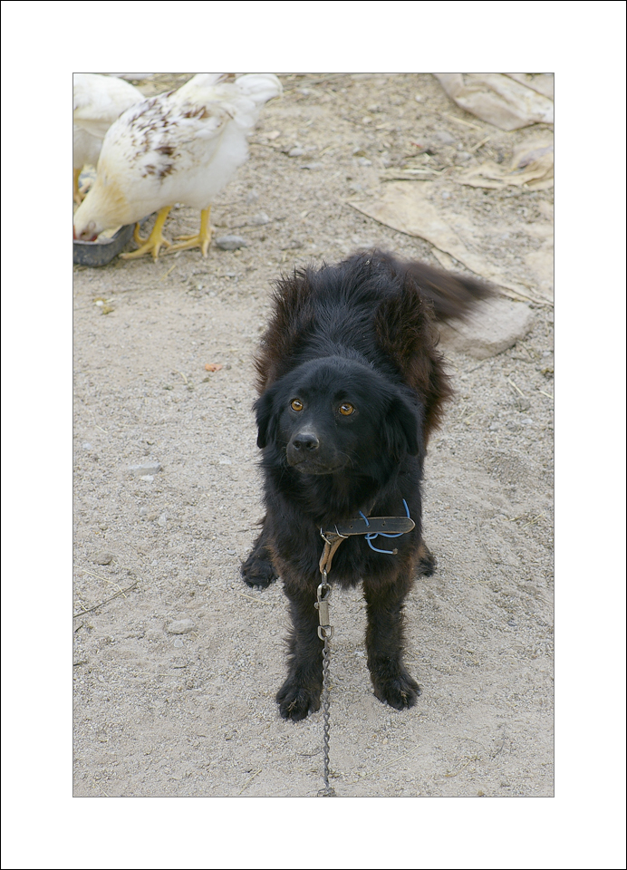 Chained hen-watching dog