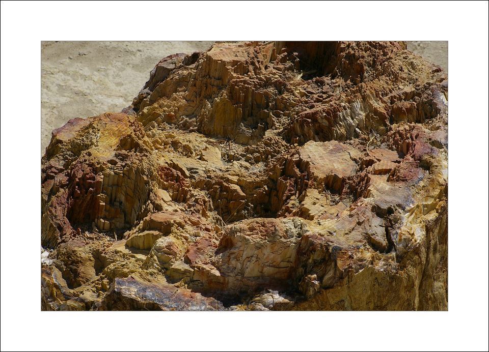 Petrified wood