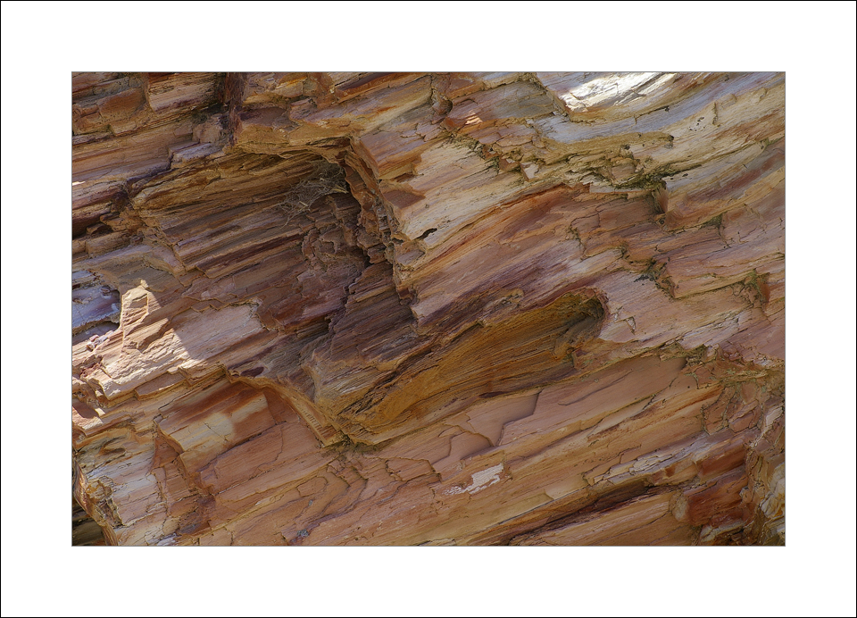 Petrified wood