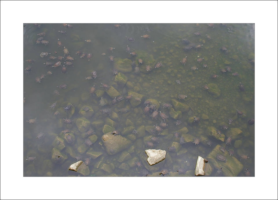 Fresh water turtles