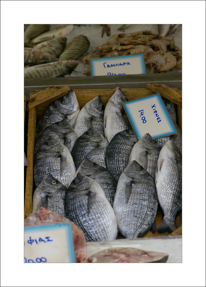 Fish for sale