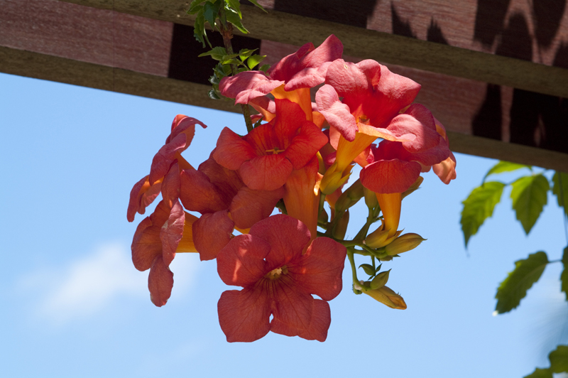_IGP1105.jpg