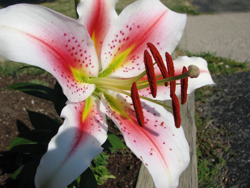 IMG_0508 flower macro.JPG