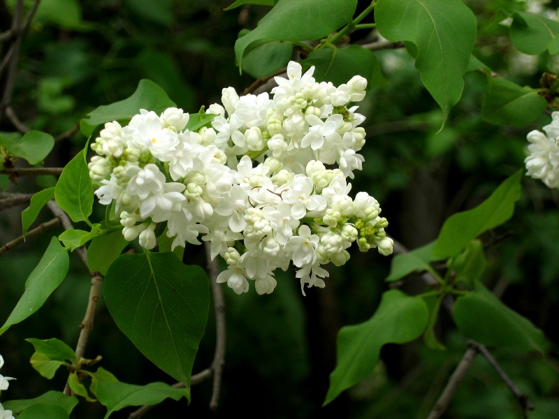 IMG_9250 white lilac.JPG