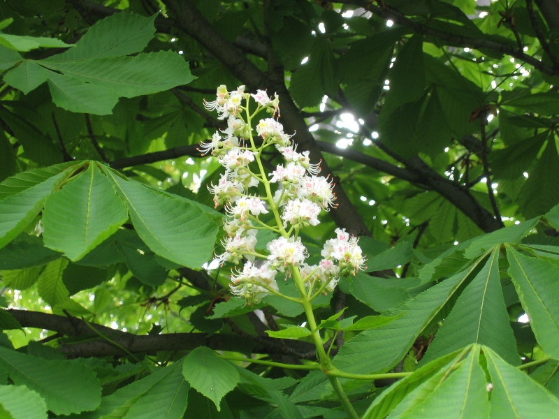 IMG_9253 white lilac.JPG