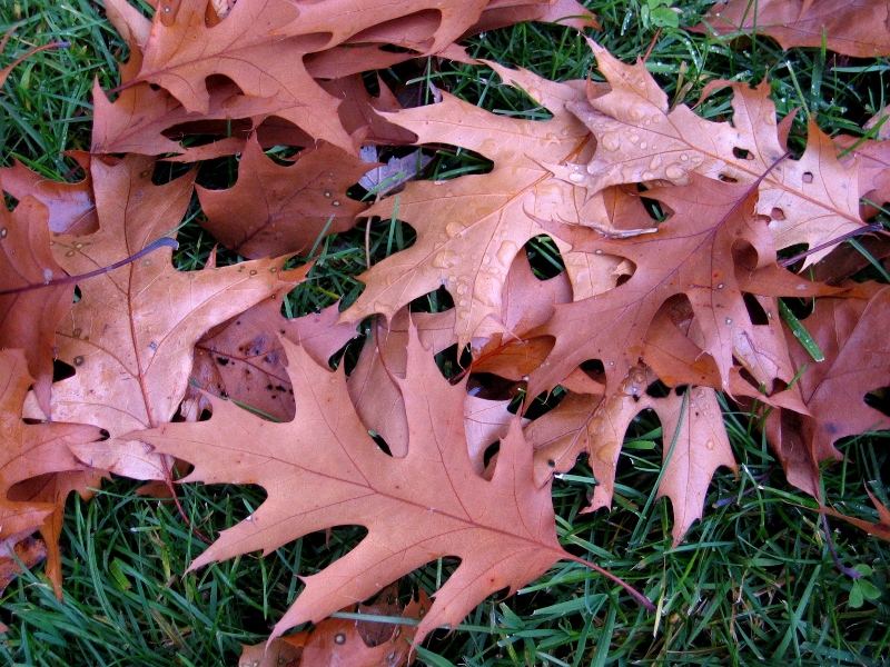 IMG_9269 autumn.JPG