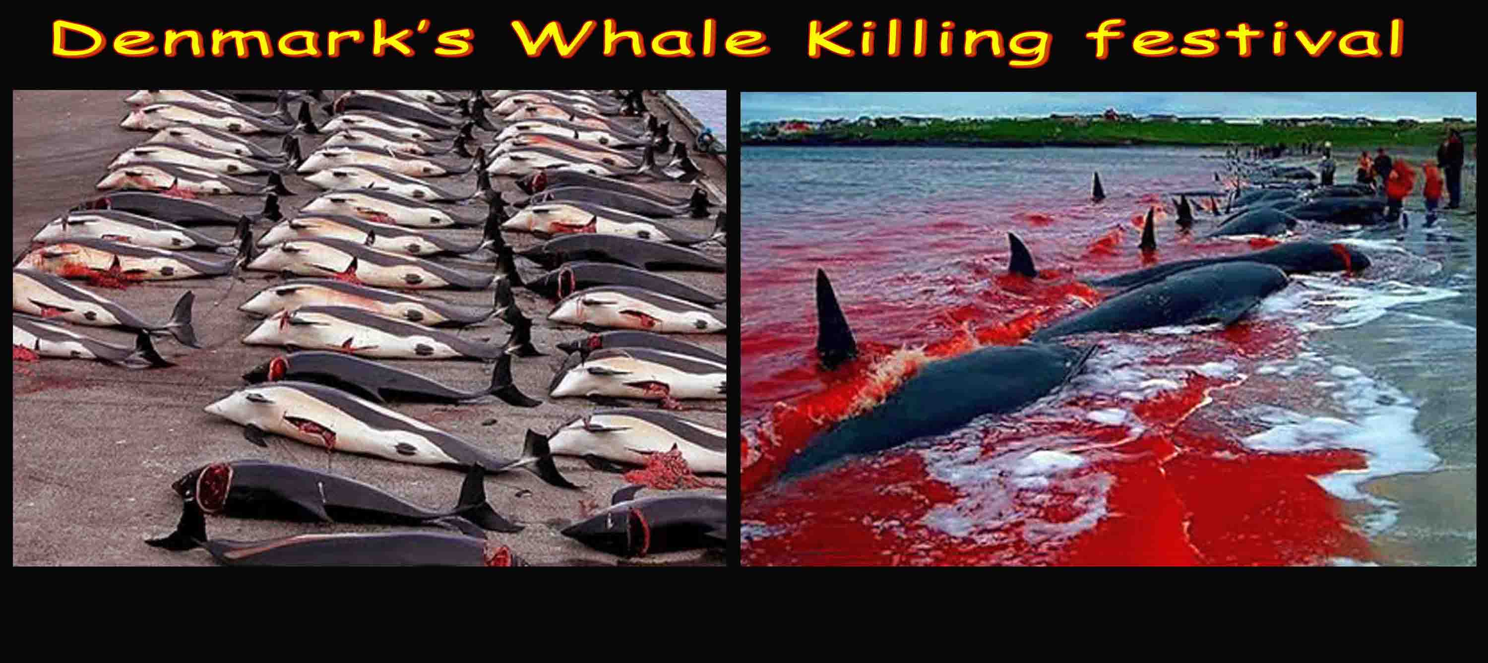 Denmarks Whale Killing Festival !!