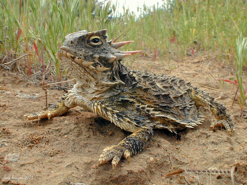 San Diego Horned Lizard