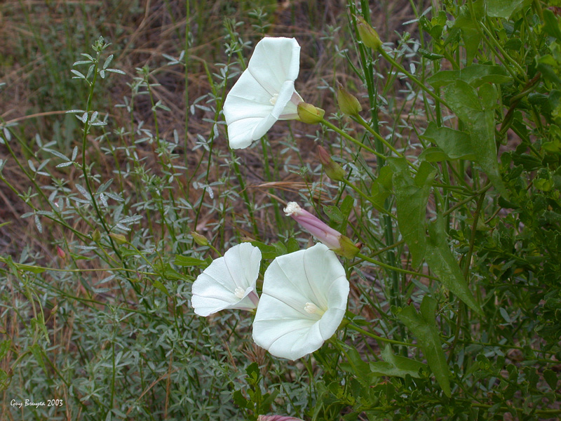 Convolvulus arvensis