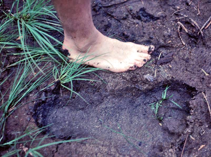 Bigfoot Track, Marble Mts. 1977