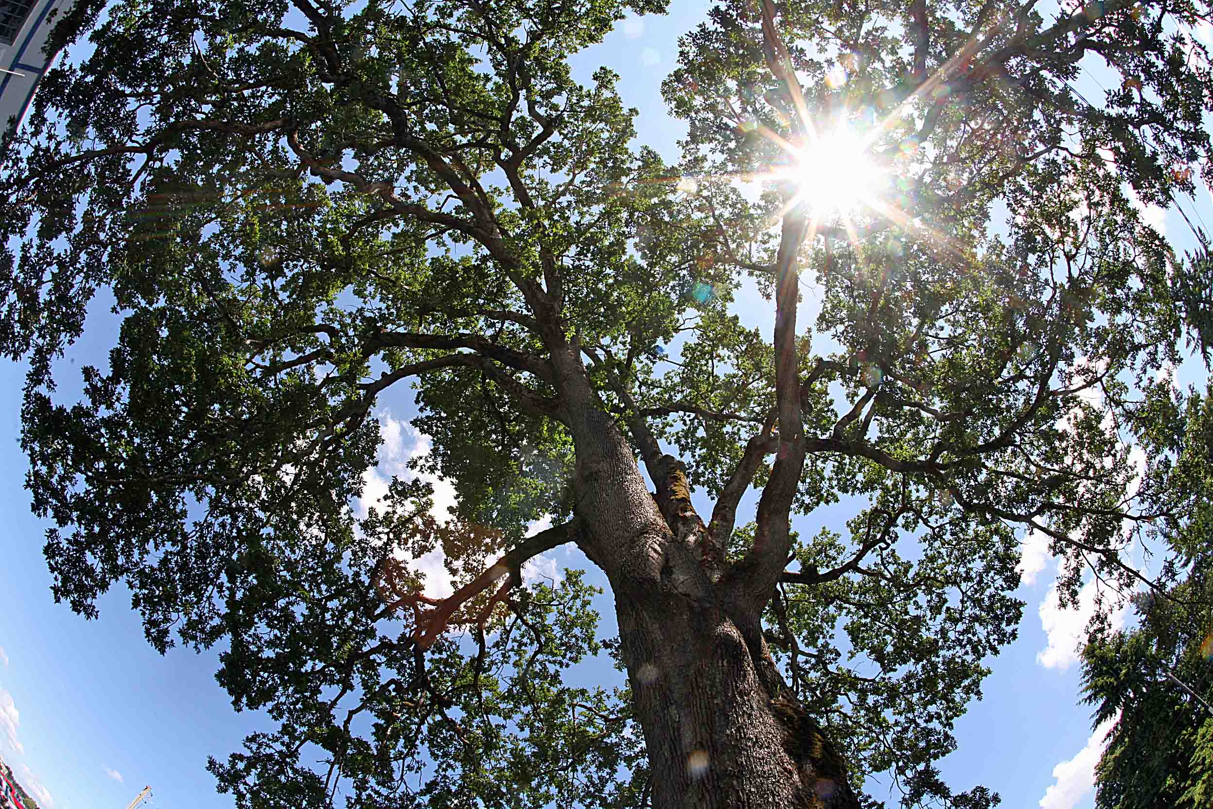 Largest Oak Tree In Thurston Country ( Located Near Olympia Airport )