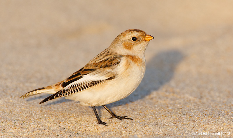 SnowBunting03c7628.jpg