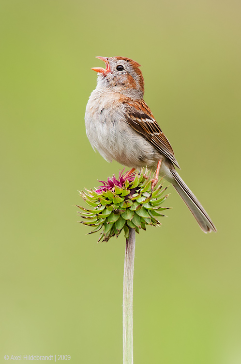 FieldSparrow09c5312.jpg