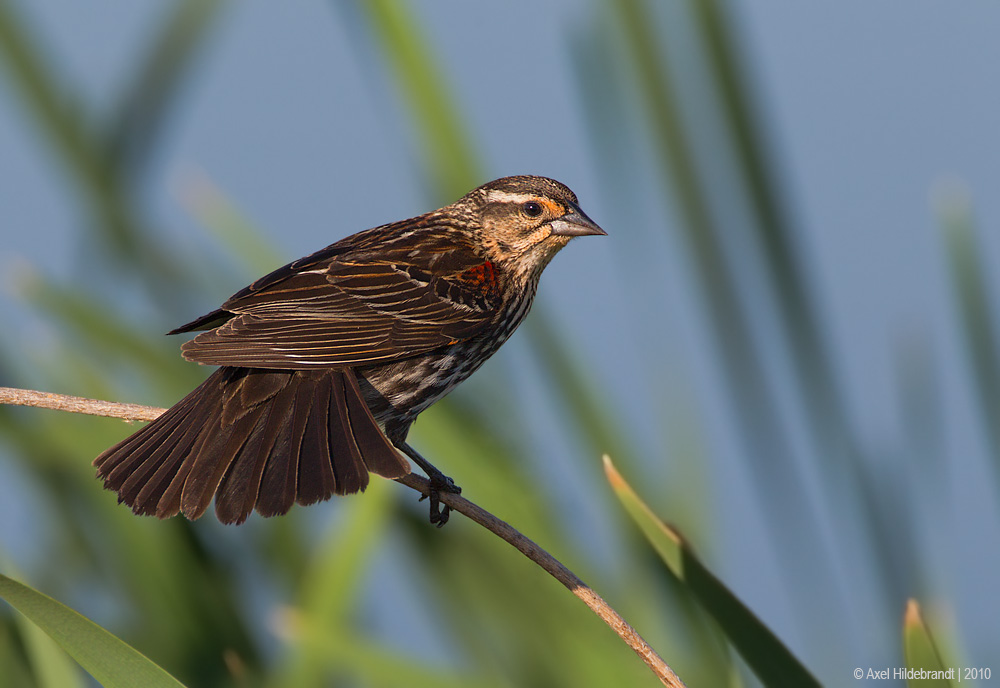 Red-wingedBlackbird59c8498.jpg