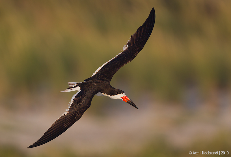 BlackSkimmer112c7240.jpg