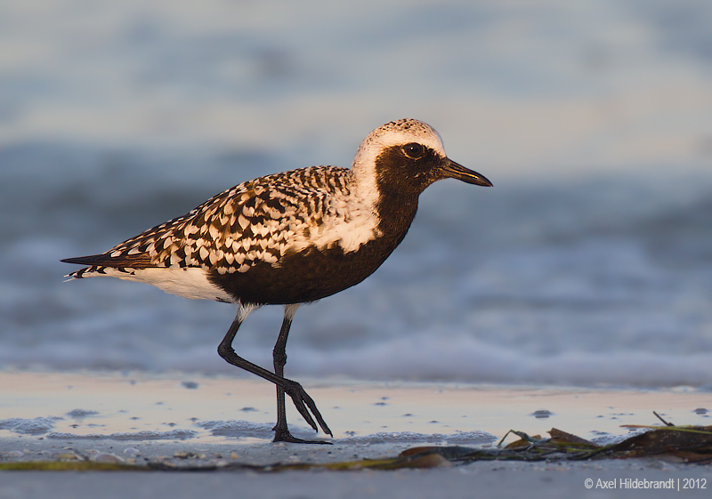 Black-belliedPlover27c1145.jpg