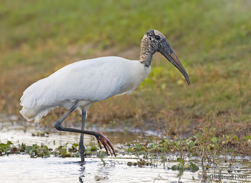 WoodStork02c6288.jpg